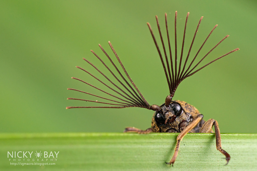 Amazing Insects Photograph by Nicky Bay | Stampede: Curated