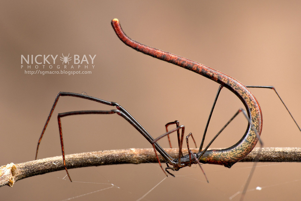 Nicky Bay - Amazing Insects Photograph